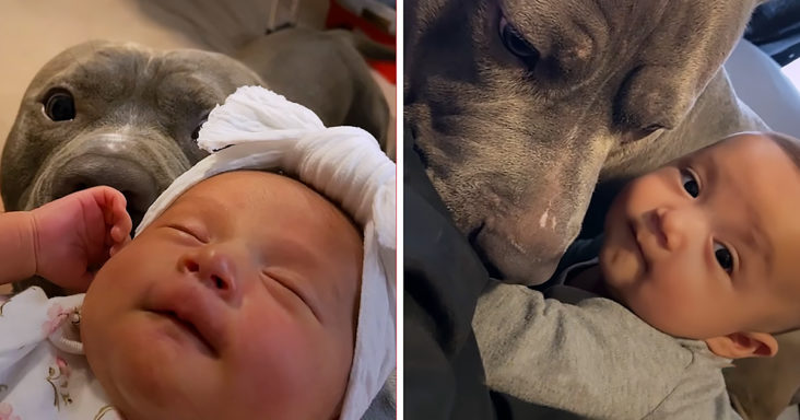 Pitbull curious to meet human sibling; Does the cutest thing possible