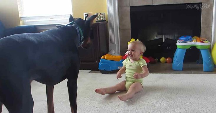 Doberman has a great time making a toddler laugh