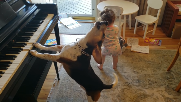 20 million people have watched this baby dancing to a piano-playing Beagle singing ‘Queen’