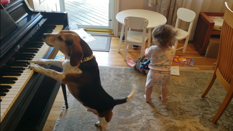 20 million people have watched this baby dancing to a piano-playing Beagle singing ‘Queen’