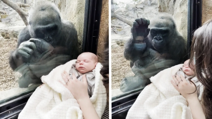 At the zoo the gorilla brings its baby to meet the woman and her baby