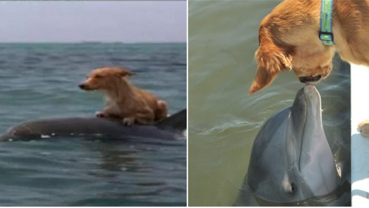 Dog Falls Into Canal And Starts To Drown, Until Group Of Dolphins Saves Him In Incredible Manner
