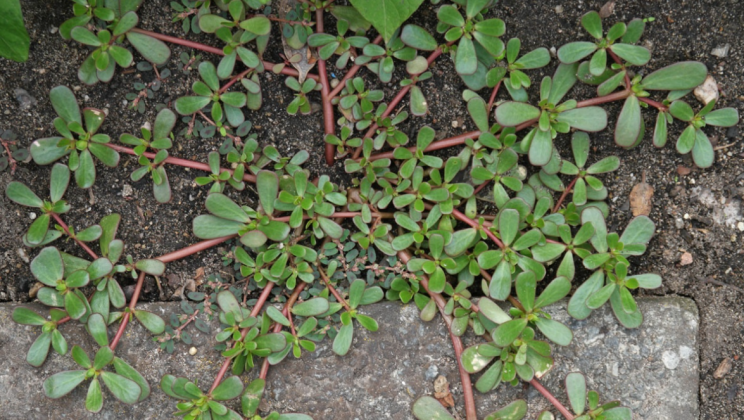 If You See This “Weed” Growing In Your Yard, Don’t Pick It! Here’s Why…