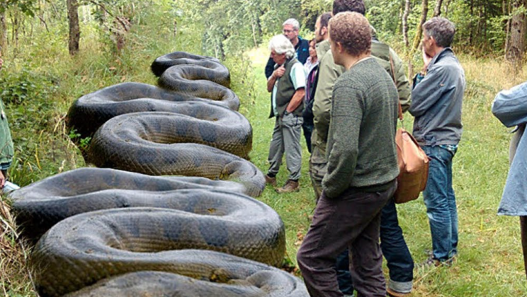 Massive snake was discovered by a hiker in a stream in South Carolina