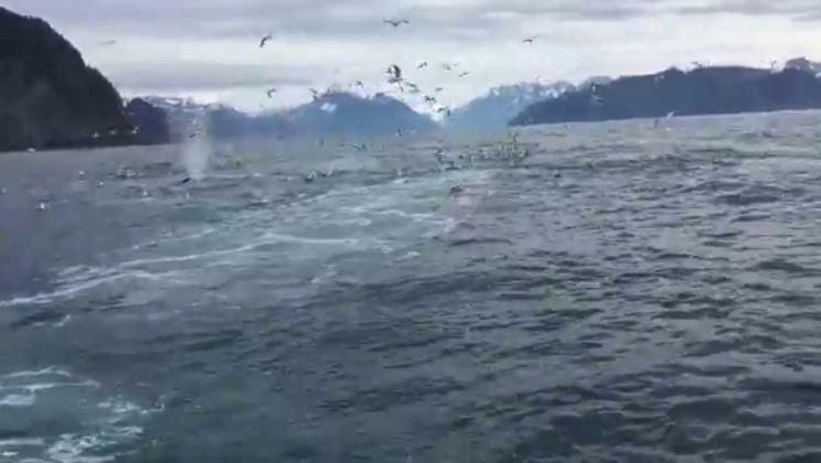 Man took pictures of seagulls as he witnessed an amazing experience seen only once in a lifetime