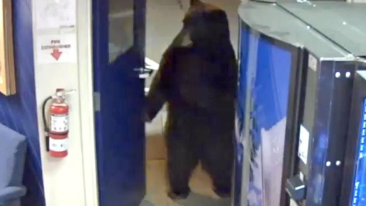 This huge black bear enters and strolls inside the police department as if he is the owner of the place