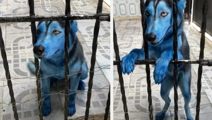 A Dog Accidentally Bites on a Blue Smoke Bomb that Turned Her into an Avatar Pup